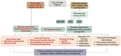 Optimizing vestibular neuritis management with modular strategies